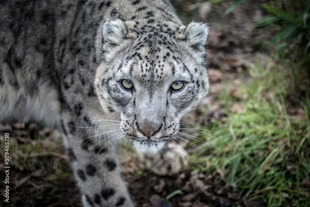 snow leopard snow leopard