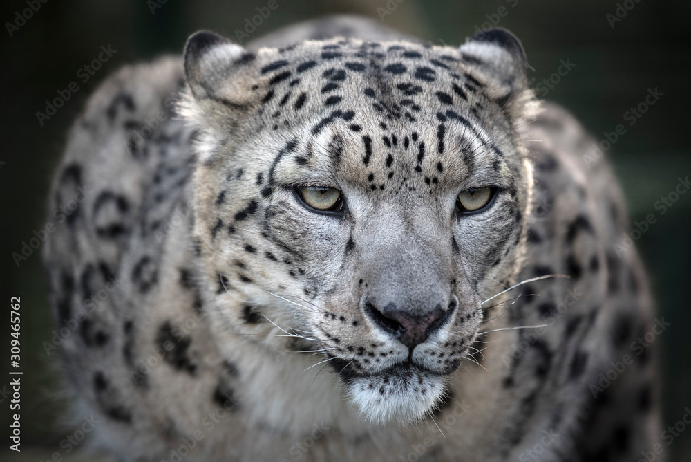 Obraz premium snow leopard