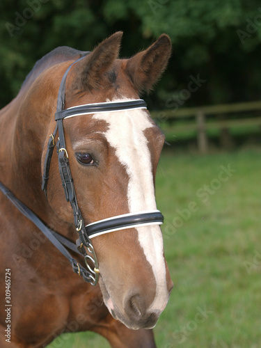 Show Horse Headshot © Nigel Baker