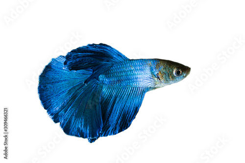 Siamese Fighting Fish, Shot-finned Siamese Fighting Fish on white background with clipping path