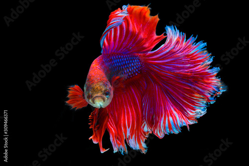 Siamese Fighting Fish, Shot-finned Siamese Fighting Fish on black background with clipping path