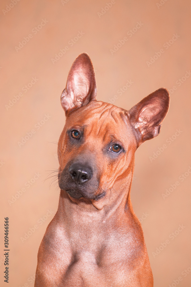 Portrait of a red dog Thai ridgeback breed on a red background