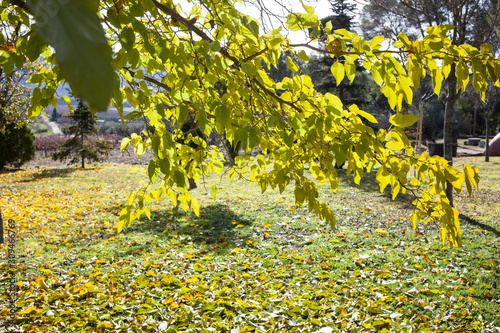 Fototapeta Naklejka Na Ścianę i Meble -  Autum leaf in the ground