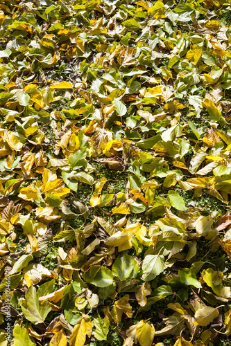 Autum leaf in the ground