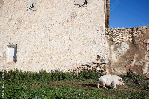 Pig farm in the wildness