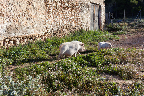 Pig farm in the wildness
