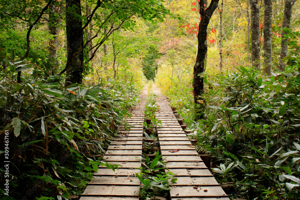 Obraz premium 玉原湿原