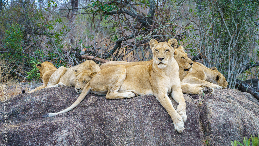 lions posing on a rock in kruger national park, mpumalanga, south africa 46