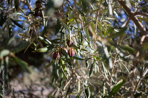 Olive trees with olives in countryside