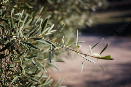 Olive trees with olives in countryside