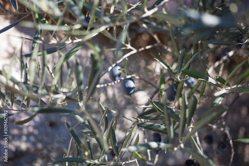 Olive trees with olives in countryside
