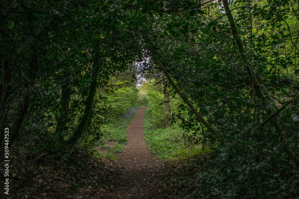 Walkpath through the trees in forest Walkpath through the trees in forest