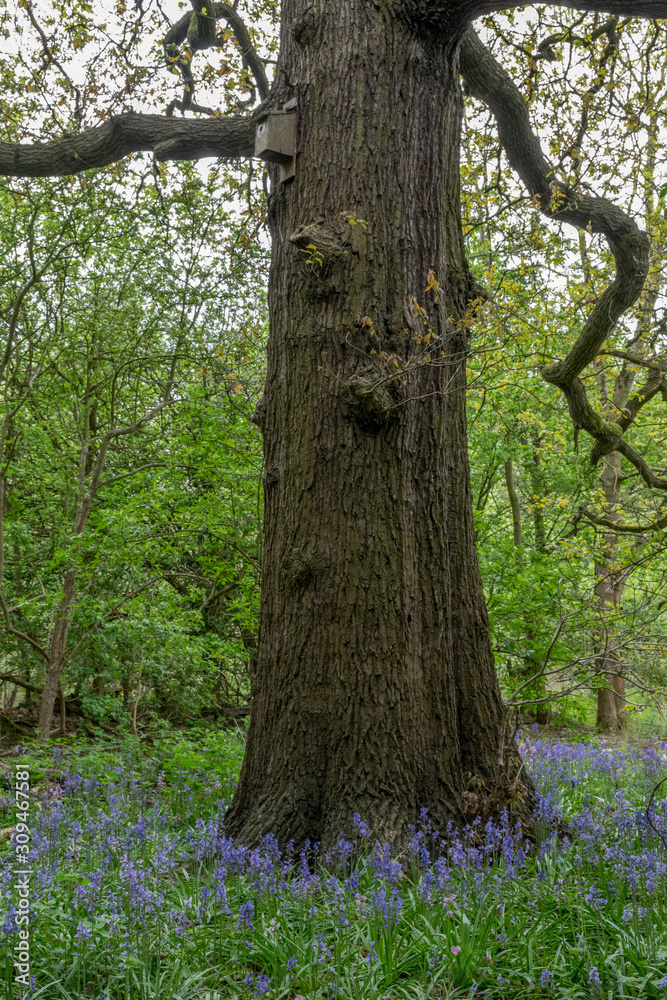 Single tree in the middle of Bluebell meadow in the forest Single tree in the middle of Bluebell meadow in the forest