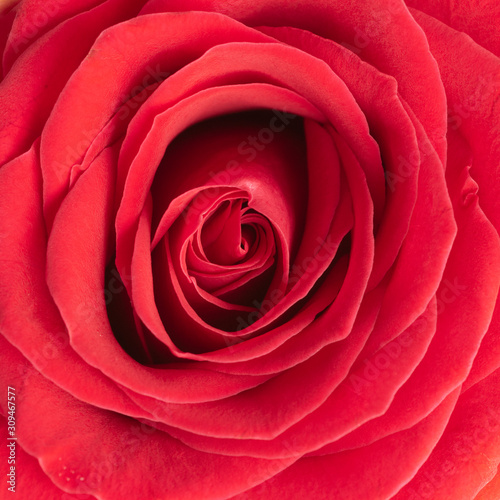Closeup view of a red rose