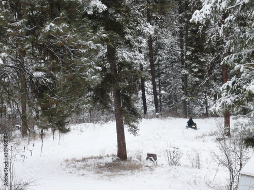 Dashing through the snow - the forest be with you sledding  © Joel