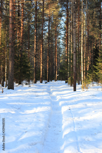 Road in winter forest in sunny day