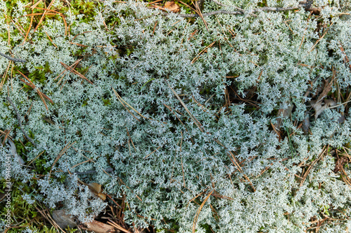 Lichen Cladonia rangiferina. Reindeer grey lichen. Beautiful light-colored forest moss growing in warm and cold climates. Deer, caribou moss. photo
