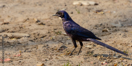 Meve's (Longtailed) Starling in the Kavango Region of Namibia