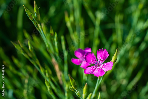 little purple flower on a meadow, macro photo, a nice little flower, a purple blossom
