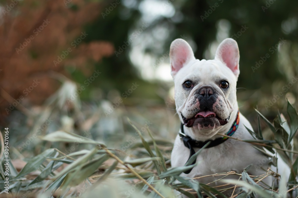 french bulldog on green grass