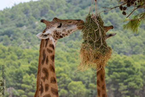 Photography Giraffe eating in Aitana Safari Park in Alicante, Comunidad Valenciana, Spain