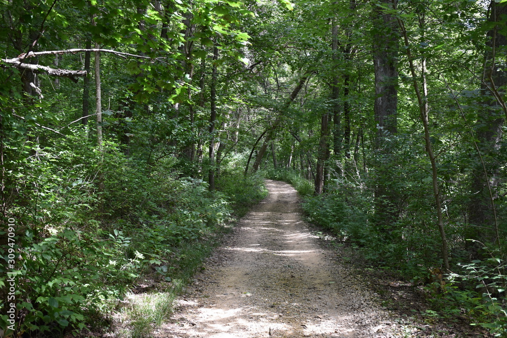 Obraz premium Peaceful Path