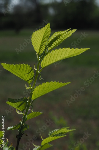 Wallpaper Mural Foglie Torontodigital.ca