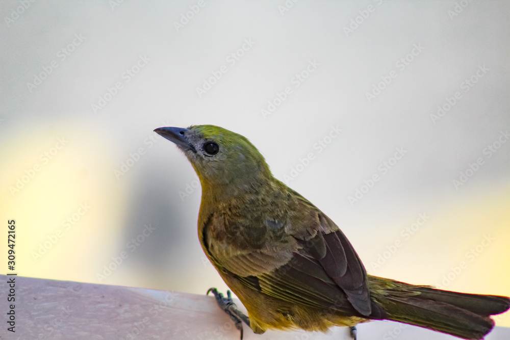 Fototapeta premium Pássaro verde com fundo branco