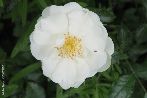 Fiore bianco