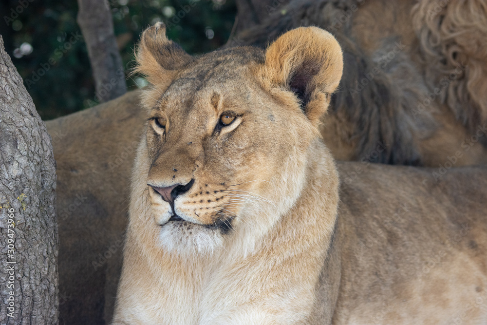 Obraz premium Lions in Aitana Safari park in Alicante, Comunidad Valenciana, Spain.