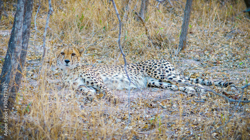 cheetah in kruger national park, mpumalanga, south africa