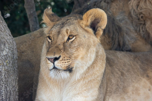 Lions in Aitana Safari park in Alicante  Comunidad Valenciana  Spain.