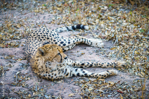 cheetah in kruger national park, mpumalanga, south africa
