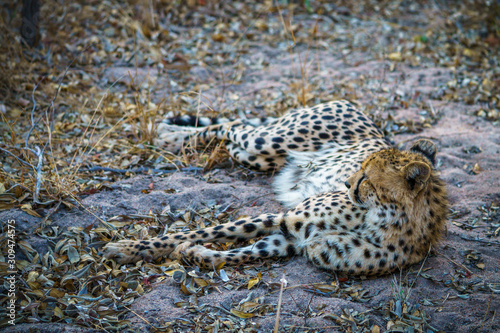 cheetah in kruger national park, mpumalanga, south africa