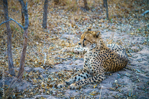 cheetah in kruger national park, mpumalanga, south africa