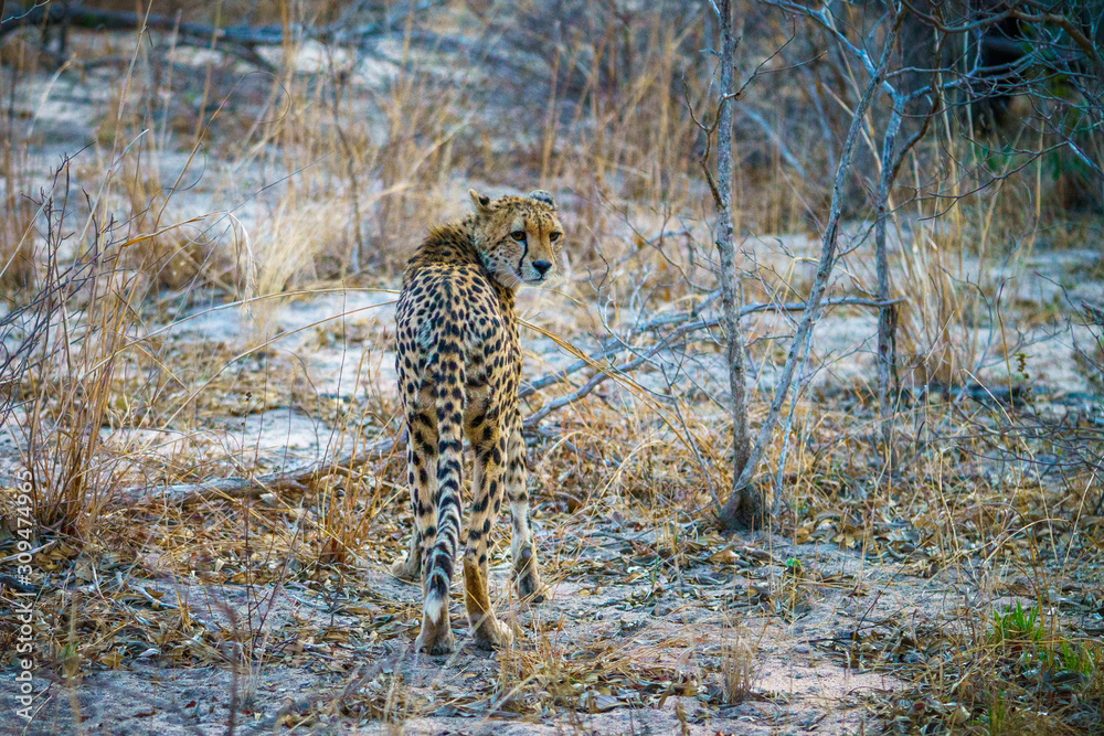cheetah in kruger national park, mpumalanga, south africa cheetah in kruger national park, mpumalanga, south africa