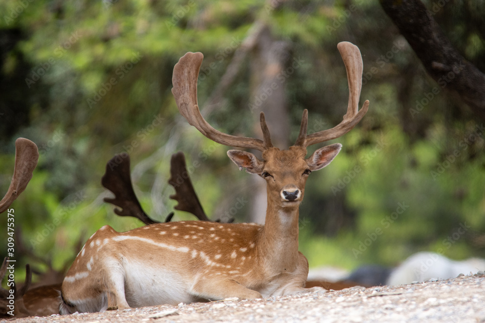 Naklejka premium Deer in Aitana Safari park in Alicante, Comunidad Valenciana, Spain.
