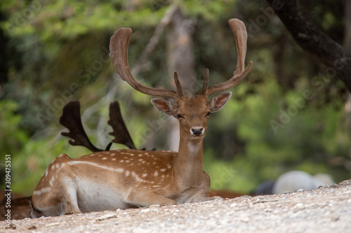 Deer in Aitana Safari park in Alicante, Comunidad Valenciana, Spain. © Santiago Vigo
