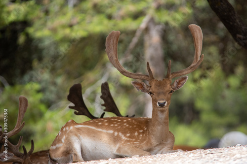 Deer in Aitana Safari park in Alicante, Comunidad Valenciana, Spain.