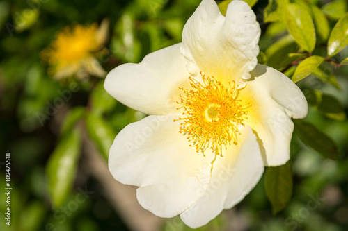 Beautiful open white rose flower in a garden.
