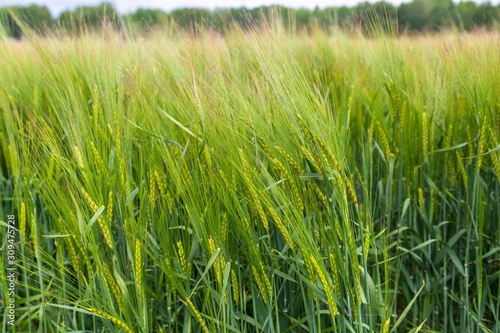 Green ears of barley in the field
