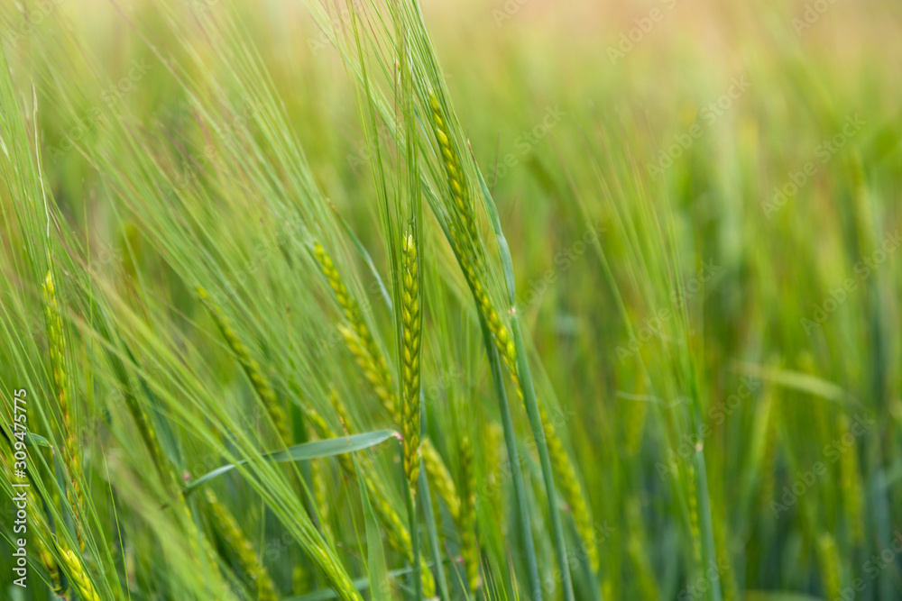 Green ears of barley in the field