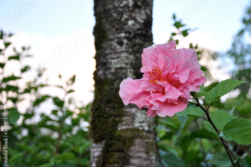 tropical pink flower by palm tree
