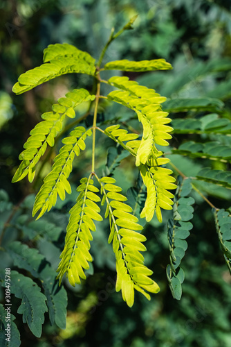 Close-up image of light green ferns. Dark green ferns in the background.