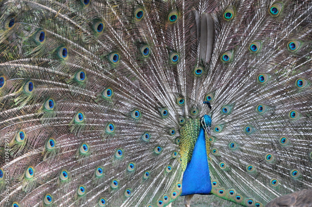 Obraz premium peacock with feathers out