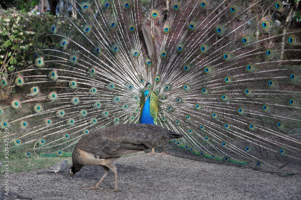 Fototapeta premium peacock with feathers out