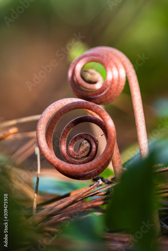 Spiral plant seedlings close-up. Brown plant seedlings are blooming. Seeds th...