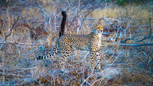 cheetah in kruger national park, mpumalanga, south africa