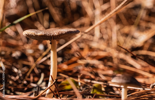 Brown mushrooms close-up. Bushes in the background.