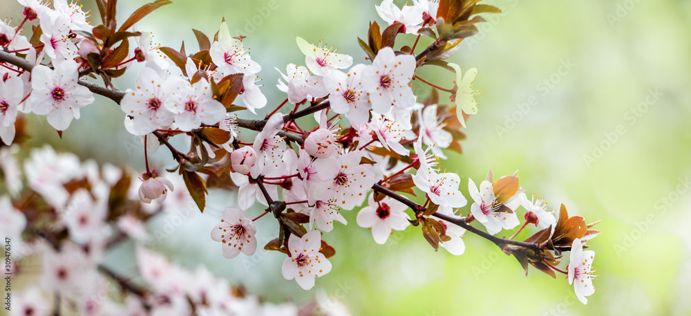 Tree branch with spring blossom on a gentle light green background_ Tree branch with spring blossom on a gentle light green background_